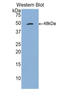 CD70 Molecule antibody, MBS2005722, MyBioSource, Western Blot image 