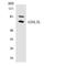 G Protein Nucleolar 3 Like antibody, LS-C292000, Lifespan Biosciences, Western Blot image 