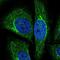 Nuclear Receptor Interacting Protein 3 antibody, NBP2-58112, Novus Biologicals, Immunofluorescence image 