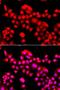 TEA Domain Transcription Factor 3 antibody, LS-C349153, Lifespan Biosciences, Immunofluorescence image 