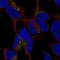 C1q And TNF Related 3 antibody, HPA066011, Atlas Antibodies, Immunocytochemistry image 