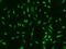 Aprataxin antibody, GTX02216, GeneTex, Immunofluorescence image 