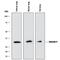 Annexin A5 antibody, AF399, R&D Systems, Western Blot image 