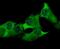 Ubiquitin Specific Peptidase 13 antibody, NBP2-76972, Novus Biologicals, Immunofluorescence image 