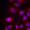 Chloride Intracellular Channel 4 antibody, orb323250, Biorbyt, Immunofluorescence image 