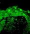 Piccolo Presynaptic Cytomatrix Protein antibody, orb67376, Biorbyt, Immunofluorescence image 