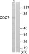 Cell Division Cycle 7 antibody, LS-C118652, Lifespan Biosciences, Western Blot image 