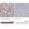 Glutaminyl-Peptide Cyclotransferase antibody, NBP1-81838, Novus Biologicals, Immunohistochemistry paraffin image 