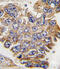Growth Factor Receptor Bound Protein 2 antibody, abx032777, Abbexa, Immunohistochemistry frozen image 