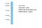 GA Binding Protein Transcription Factor Subunit Alpha antibody, P100832_T100, Aviva Systems Biology, Western Blot image 