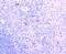 CD1a Molecule antibody, A00375-1, Boster Biological Technology, Immunohistochemistry frozen image 