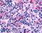 GPR43 antibody, LS-A6600, Lifespan Biosciences, Immunohistochemistry frozen image 