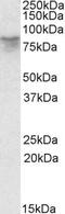 Afamin antibody, PA5-19173, Invitrogen Antibodies, Western Blot image 