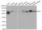 Interferon Regulatory Factor 5 antibody, abx001063, Abbexa, Western Blot image 