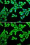 Cytokine Induced Apoptosis Inhibitor 1 antibody, GTX55572, GeneTex, Immunocytochemistry image 