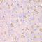 Thioredoxin 2 antibody, LS-C747687, Lifespan Biosciences, Immunohistochemistry frozen image 