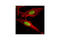 Histone chaperone ASF1A antibody, 2990S, Cell Signaling Technology, Immunofluorescence image 