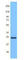BH3 Interacting Domain Death Agonist antibody, 650502, BioLegend, Western Blot image 
