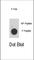 MAP kinase-activated protein kinase 2 antibody, abx031874, Abbexa, Western Blot image 