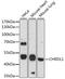 Chordin Like 1 antibody, LS-C750179, Lifespan Biosciences, Western Blot image 