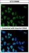 Zinc Finger Protein 281 antibody, GTX105689, GeneTex, Immunofluorescence image 