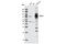 Delta Like Canonical Notch Ligand 4 antibody, 2589S, Cell Signaling Technology, Western Blot image 