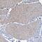 CUE Domain Containing 2 antibody, HPA036544, Atlas Antibodies, Immunohistochemistry frozen image 