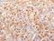 Proopiomelanocortin antibody, GTX34389, GeneTex, Immunohistochemistry paraffin image 