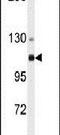 Actinin Alpha 4 antibody, PA5-14898, Invitrogen Antibodies, Western Blot image 