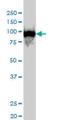 Chromosome Segregation 1 Like antibody, H00001434-M04, Novus Biologicals, Western Blot image 