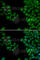 Neurofilament Light antibody, A0257, ABclonal Technology, Immunofluorescence image 