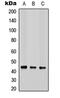 Cytochrome C Oxidase Assembly Homolog COX15 antibody, LS-C354623, Lifespan Biosciences, Western Blot image 