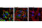 TSC Complex Subunit 2 antibody, 4308T, Cell Signaling Technology, Immunofluorescence image 