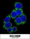 Delta Like Canonical Notch Ligand 3 antibody, 63-900, ProSci, Immunofluorescence image 