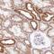 IMMT antibody, NBP2-38286, Novus Biologicals, Immunohistochemistry frozen image 