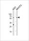 Embryonic Ectoderm Development antibody, M01345, Boster Biological Technology, Western Blot image 