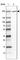 HEAT Repeat Containing 5A antibody, HPA049539, Atlas Antibodies, Western Blot image 