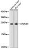 DnaJ Heat Shock Protein Family (Hsp40) Member B9 antibody, GTX66496, GeneTex, Western Blot image 