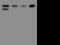 High Density Lipoprotein Binding Protein antibody, 204722-T44, Sino Biological, Western Blot image 