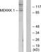 Mitogen-Activated Protein Kinase Kinase Kinase Kinase 1 antibody, TA326238, Origene, Western Blot image 