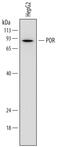 Cytochrome P450 Oxidoreductase antibody, MAB6340, R&D Systems, Western Blot image 