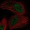 Oxidoreductase NAD Binding Domain Containing 1 antibody, NBP2-58060, Novus Biologicals, Immunofluorescence image 