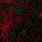 Negative Elongation Factor Complex Member C/D antibody, PA5-65631, Invitrogen Antibodies, Immunofluorescence image 