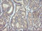 MDM4 Regulator Of P53 antibody, LS-C797645, Lifespan Biosciences, Immunohistochemistry frozen image 