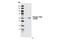 Checkpoint Kinase 2 antibody, 2661L, Cell Signaling Technology, Western Blot image 