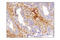 Talin 1 antibody, 4021T, Cell Signaling Technology, Immunohistochemistry paraffin image 