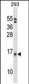 Eukaryotic Translation Initiation Factor 1B antibody, PA5-71925, Invitrogen Antibodies, Western Blot image 