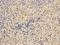 OTU Deubiquitinase 7B antibody, orb324559, Biorbyt, Immunohistochemistry paraffin image 