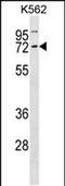 Cyclin K antibody, PA5-48815, Invitrogen Antibodies, Western Blot image 