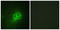 Tryptophan Hydroxylase 1 antibody, LS-C117936, Lifespan Biosciences, Immunofluorescence image 